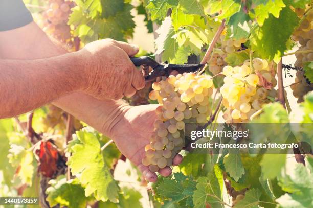 man's hands cutting a bunch of white grapes - vendimia fotografías e imágenes de stock