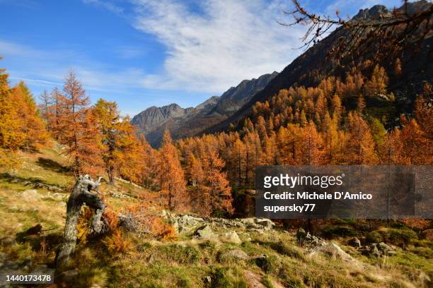 autumn larch forest in the alps - parco nazionale del gran paradiso bildbanksfoton och bilder