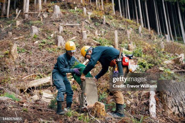 two forestry workers planting new tree seedlings in a logging site - forester stock pictures, royalty-free photos & images