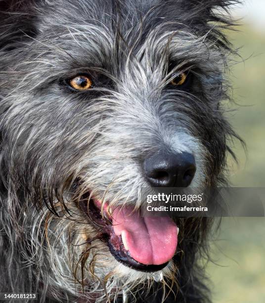 close-up portrait of a grey irish wolfhound - irish wolfhound stock pictures, royalty-free photos & images