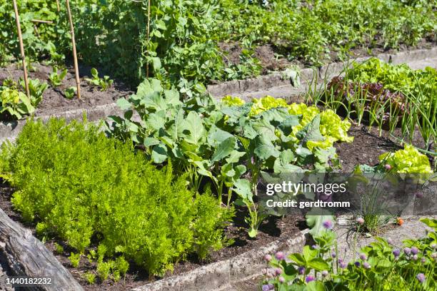 close-up of vegetables growing in a vegetable garden, germany - radijs stockfoto's en -beelden