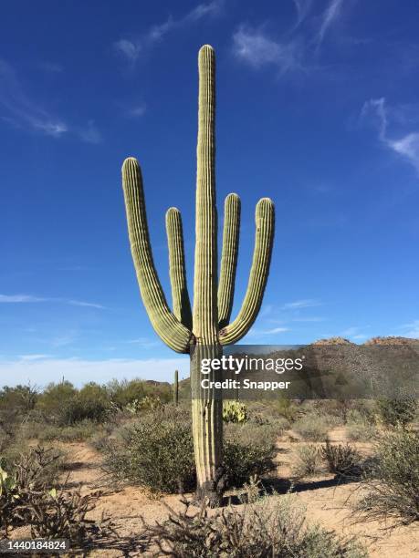 saguaro cactus growing in sonoran desert, tucson, pima county, arizona, usa - cactus 個照片及圖片檔