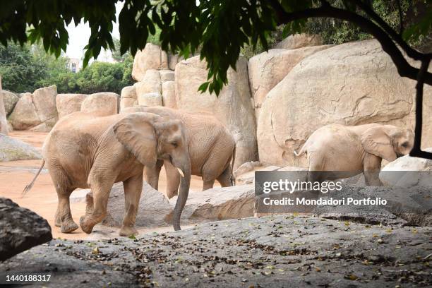 African elephants in the Bioparc. Valencia , November 07th, 2022