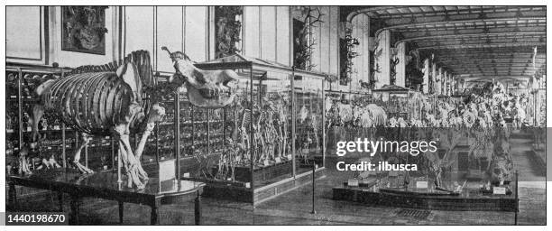 antique image: gallery of paleontology and comparative anatomy, muséum national d'histoire naturelle, paris - paleontology stock illustrations