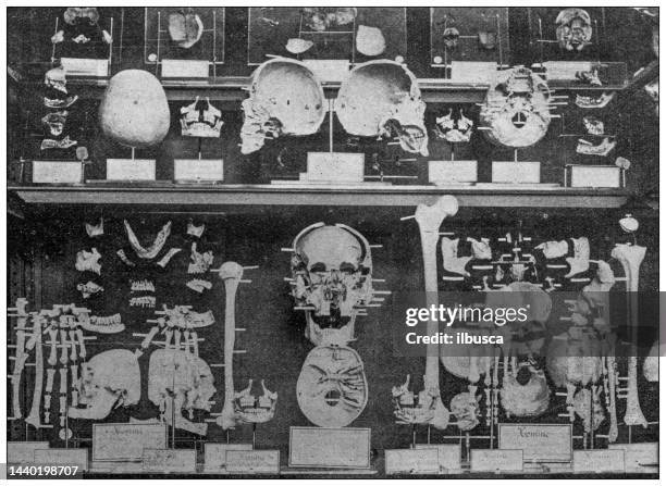 antique image: gallery of paleontology and comparative anatomy, muséum national d'histoire naturelle, paris - human skull museum stock illustrations