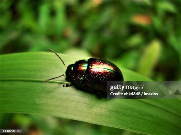 chrysolina virgata, chrysomelidae - chrysolina stock pictures, royalty-free photos & images