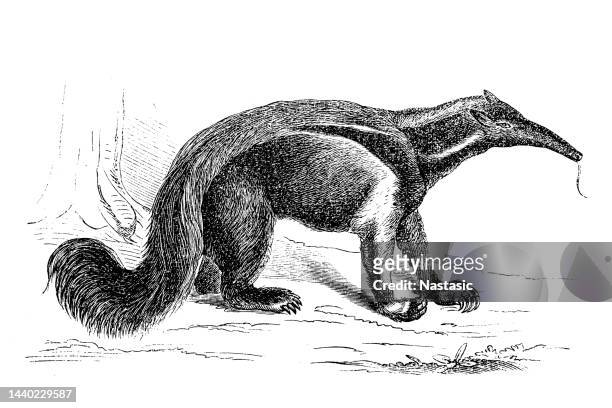 stockillustraties, clipart, cartoons en iconen met anteater - giant anteater