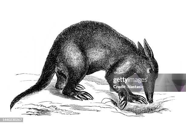 ilustrações de stock, clip art, desenhos animados e ícones de aardvark (orycteropus capensis) - porco formigueiro