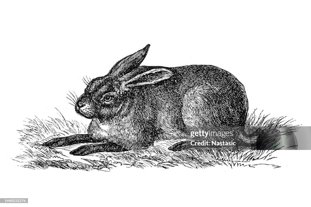 Graphic Rabbit Image Rabbit High-Res Vector Graphic - Getty Images