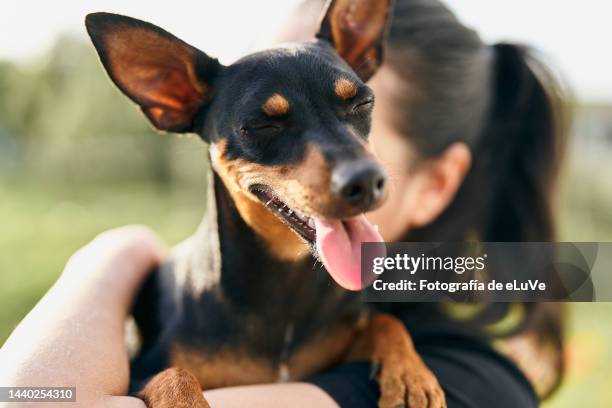 a cute dog happy with their eyes closed and their tongues out in his owner arms - dog eyes closed stock pictures, royalty-free photos & images