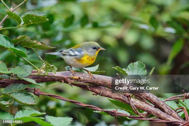 German Parula 86 Parula Stock Photos, High-Res Pictures, and Images - Getty Images