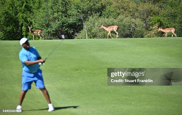 Impala walk on the fairway during the pro-am prior to the Nedbank Golf Challenge at Gary Player CC on November 09, 2022 in Sun City, South Africa.