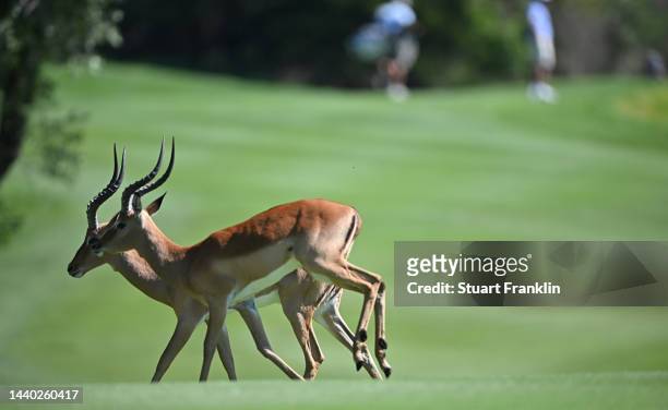 Impala walk on the fairway during the pro-am prior to the Nedbank Golf Challenge at Gary Player CC on November 09, 2022 in Sun City, South Africa.