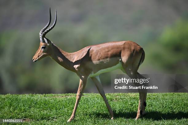 An impala is pictured prior to the Nedbank Golf Challenge at Gary Player CC on November 09, 2022 in Sun City, South Africa.