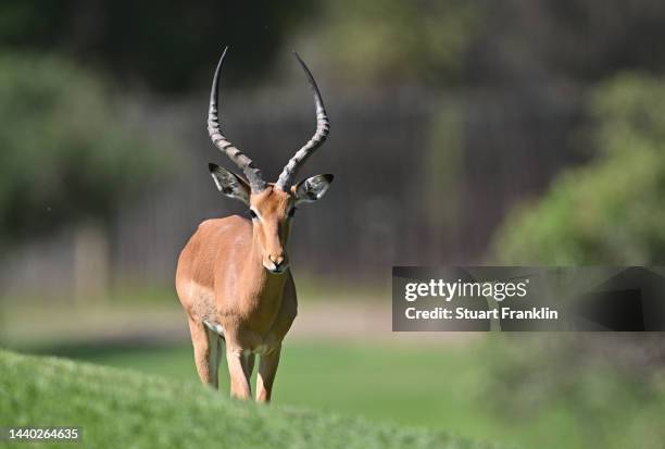 An impala is pictured prior to the Nedbank Golf Challenge at Gary Player CC on November 09, 2022 in Sun City, South Africa.