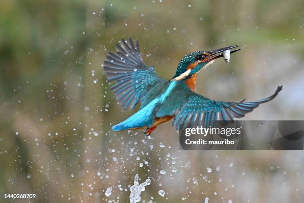 kingfisher fishing (alcedo atthis) - kingfisher river stock pictures, royalty-free photos & images