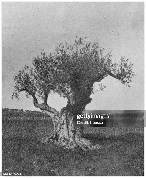 antique image: old olive tree in tunisia - olive tree stock illustrations