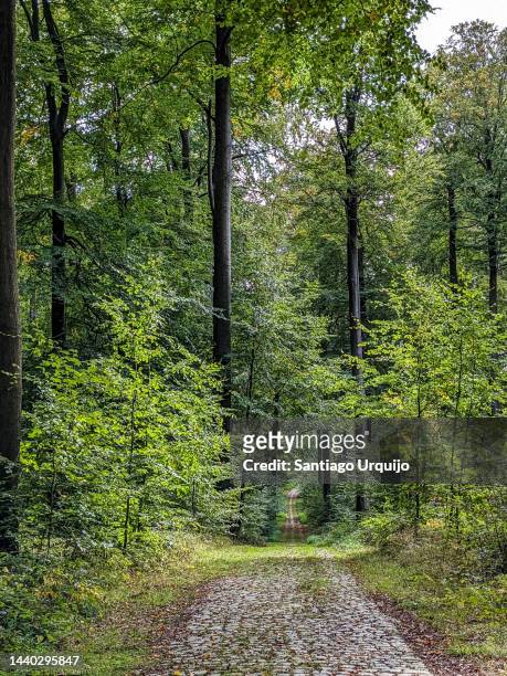 cobblestone path in sonian forest - belgium landscape stock pictures, royalty-free photos & images