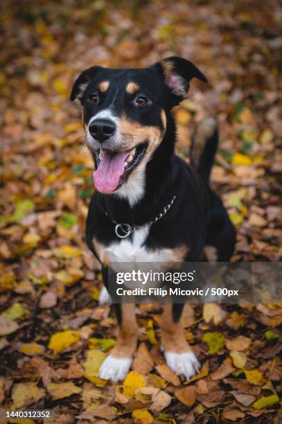 portrait of sheeppurebred dog standing on autumn leaves,serbia - dreifarbig stock-fotos und bilder