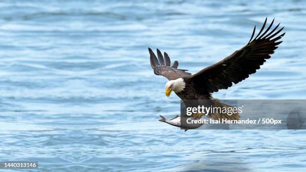 eagle flying with a fish in its claws on the water,eagle catching fish,estados unidos,united states,usa - hunting fishing stock pictures, royalty-free photos & images