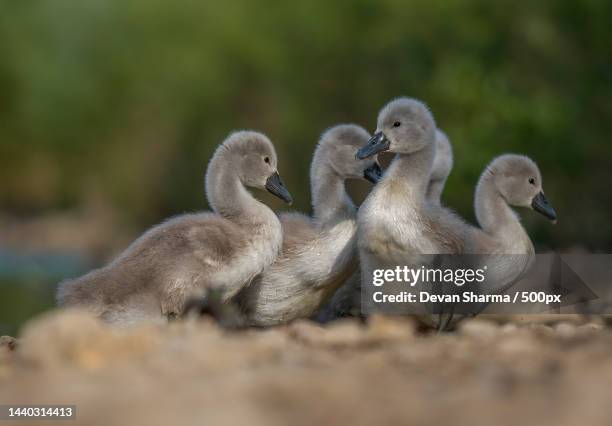 close-up of birds on field - cygnet stock pictures, royalty-free photos & images