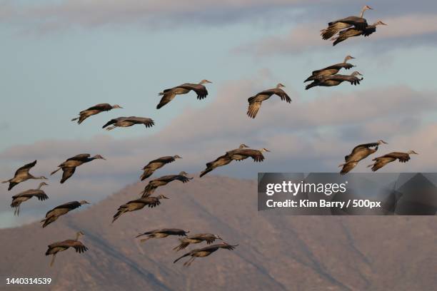 low angle view of birds flying against sky,whitewater draw wildlife area,united states,usa - barry crane stock pictures, royalty-free photos & images