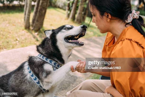 asian woman with dog in park - siberian husky stock pictures, royalty-free photos & images