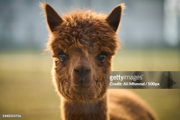 close-up portrait of alpaca - alpaka stock-fotos und bilder