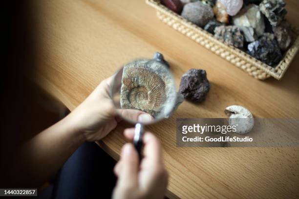 woman examining a fossil - amonite imagens e fotografias de stock