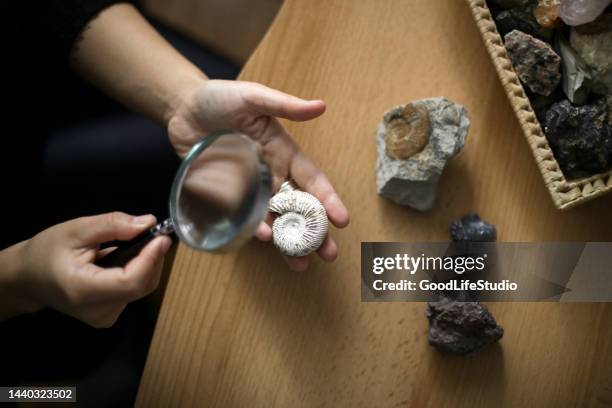 mujer analizando un fósil de molusco - paleontología fotografías e imágenes de stock