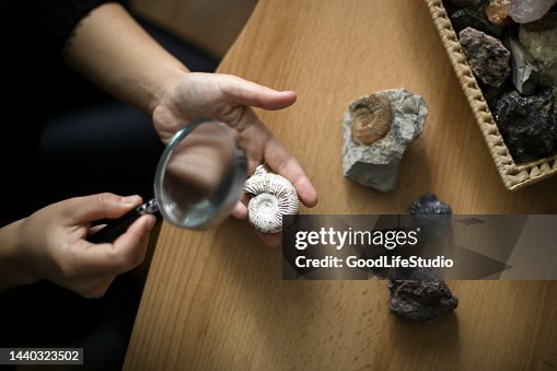 Woman analyzing a mollusk fossil