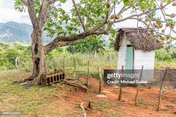 rural scene of outhouse near tree on cuban tobacco farm - outhouse stock pictures, royalty-free photos & images