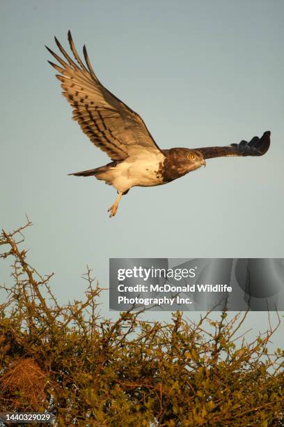 black-chested snake eagle in kenya - black chested snake eagle stock pictures, royalty-free photos & images