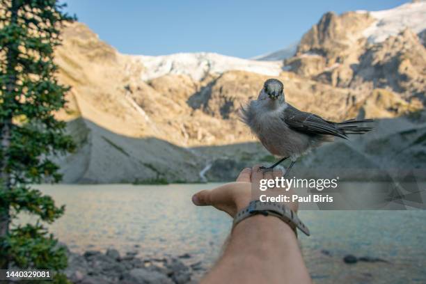 innocent bird resting in the palm of a man , near upper joffrey lake, british columbia provincial park, canada - vogelpiek stockfoto's en -beelden