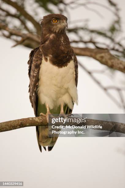 black-chested snake eagle in tanzania - black chested snake eagle stock pictures, royalty-free photos & images