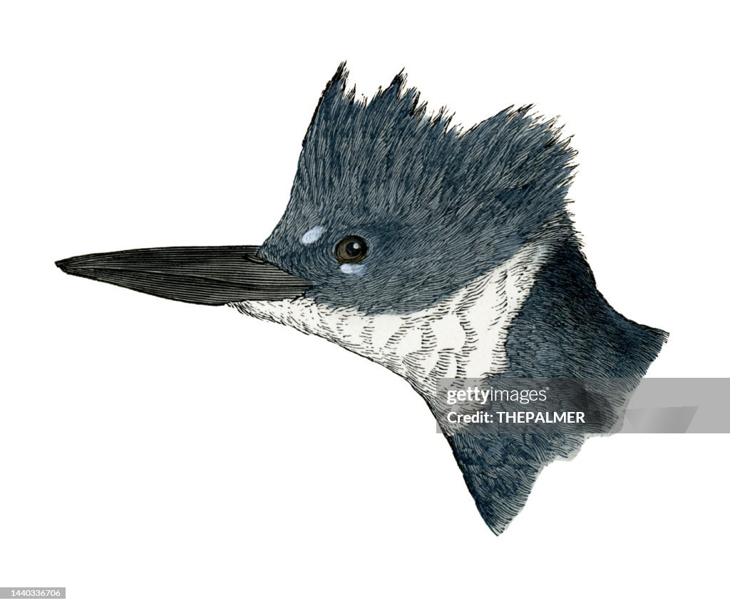 Belted kingfisher bird head watercolor lithograph 1874