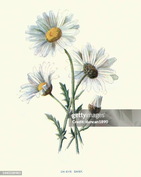 oxeye daisy, leucanthemum vulgare, flower art - ox eye daisy stock illustrations