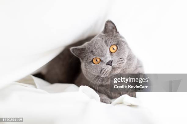 grey british shorthair cat lying under a bed sheet - cat hiding under bed - fotografias e filmes do acervo