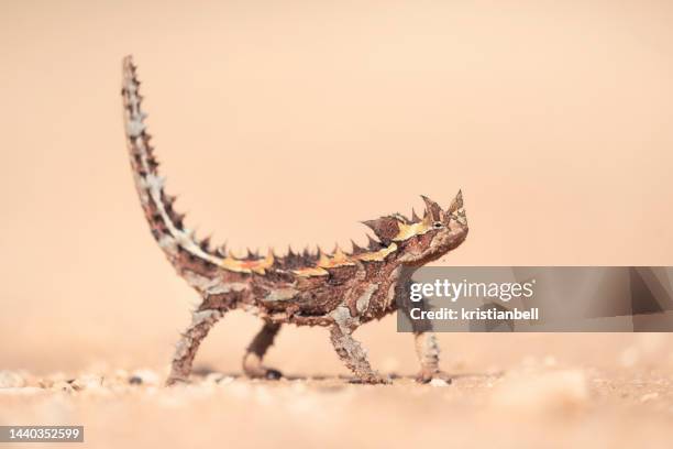 close-up of a wild thorny devil (moloch horridus), australia - thorny devil lizard stock pictures, royalty-free photos & images