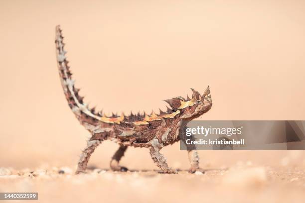 close-up of a wild thorny devil (moloch horridus), australia - diabo espinhoso imagens e fotografias de stock