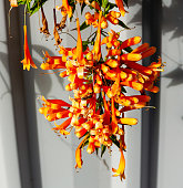 Orange trumpet vine from south america