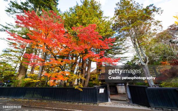 il colorato ingresso autunnale di una vecchia casa di samurai nella storica città samurai di kakunodate nella prefettura di akita - akita prefecture foto e immagini stock