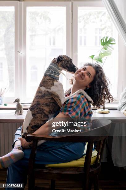 dog licking face of female owner sitting on chair at home - lamber imagens e fotografias de stock