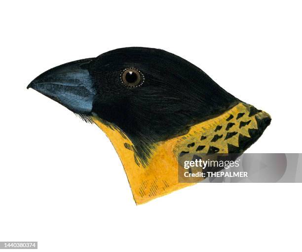 black-headed grosbeak bird male head watercolor lithograph 1874 - black headed grosbeak stock illustrations