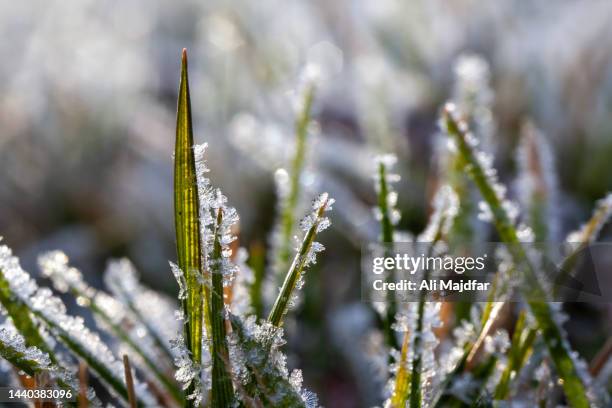 morning frost on grass - november weather stock pictures, royalty-free photos & images