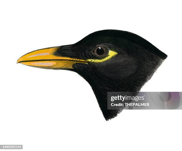 yellow-billed magpie bird head watercolor lithograph 1874 - yellow billed magpie stock illustrations