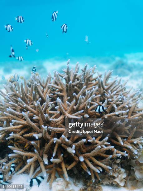 coral with tropical fish in clear water, okinawa, japan - aquatic organism fotografías e imágenes de stock