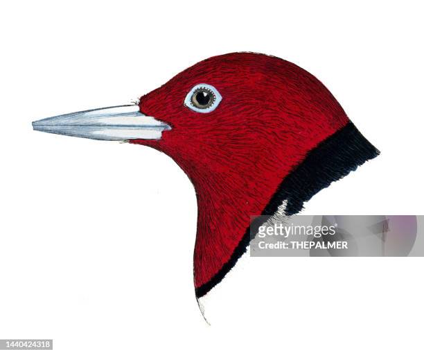 red-headed woodpecker bird head watercolor lithograph 1874 - galapagos finch stock illustrations