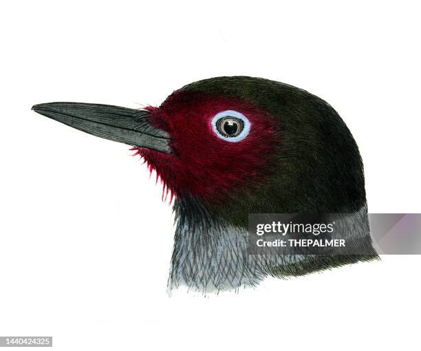 lewis's woodpecker bird head watercolor lithograph 1874 - galapagos finch stock illustrations