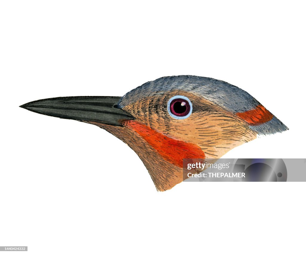 Gilded flicker male bird head watercolor lithograph 1874